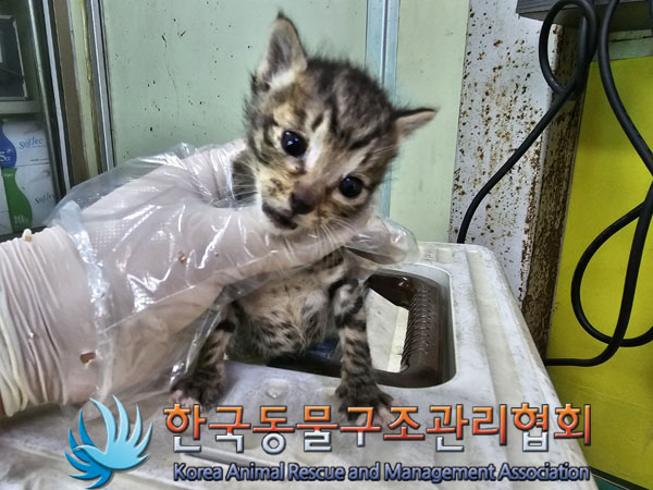 한국동물구조관리협회_411316202300408